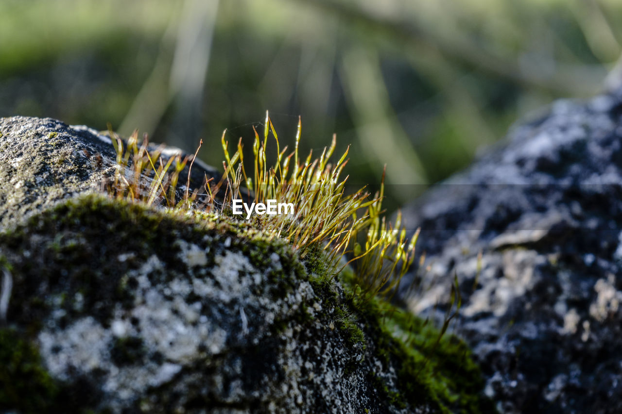 Close-up of moss growing on rock