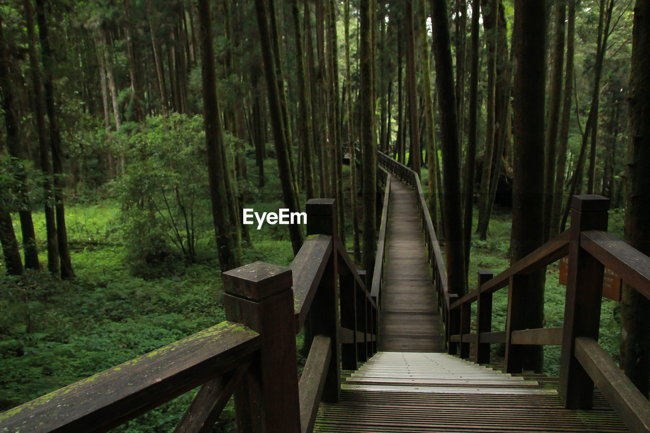 Wooden footbridge in forest