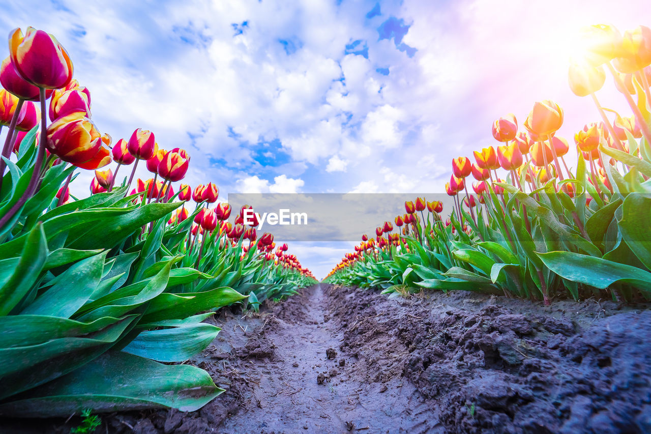 low angle view of flowering plant