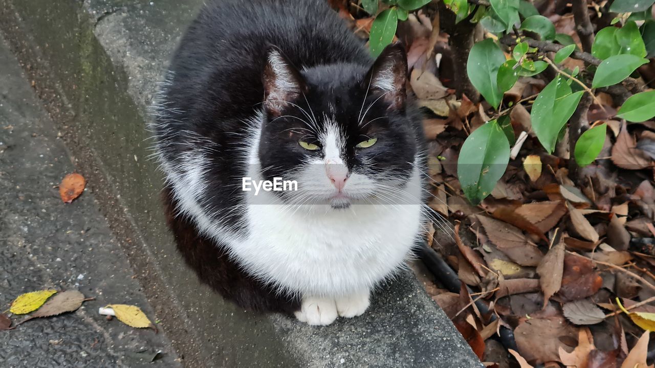 animal themes, animal, pet, cat, mammal, leaf, domestic cat, one animal, domestic animals, plant part, feline, felidae, portrait, looking at camera, high angle view, small to medium-sized cats, whiskers, no people, nature, kitten, day, black, outdoors