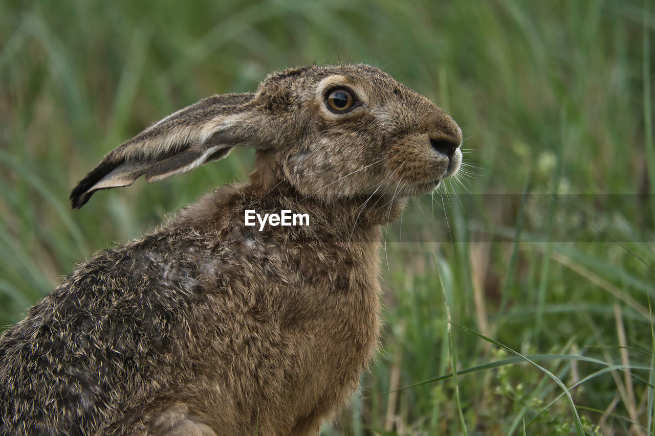 animal, animal themes, animal wildlife, one animal, wildlife, mammal, grass, prairie, no people, plant, nature, whiskers, close-up, side view, focus on foreground, day, outdoors, portrait, animal body part, profile view, looking