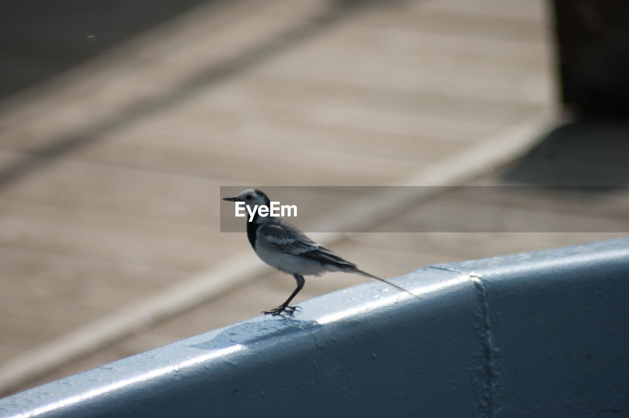 BIRDS PERCHING ON RETAINING WALL