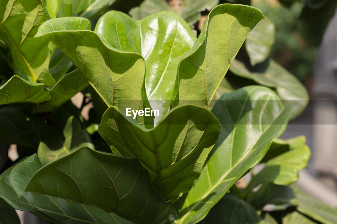 Scandinavian decor style plant green leaf.fiddle leaf fig tree.