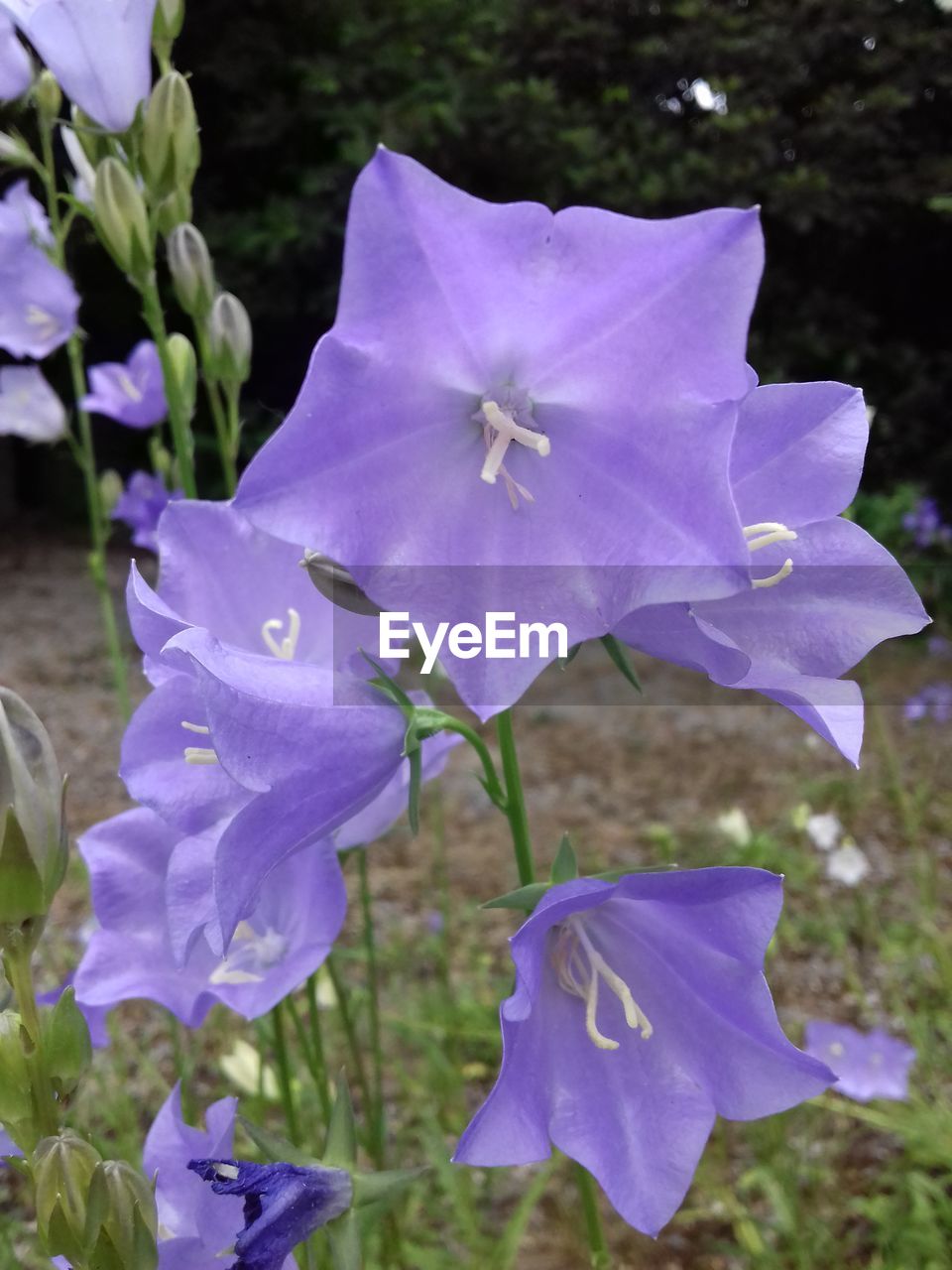 CLOSE-UP OF PURPLE IRIS FLOWER IN FIELD