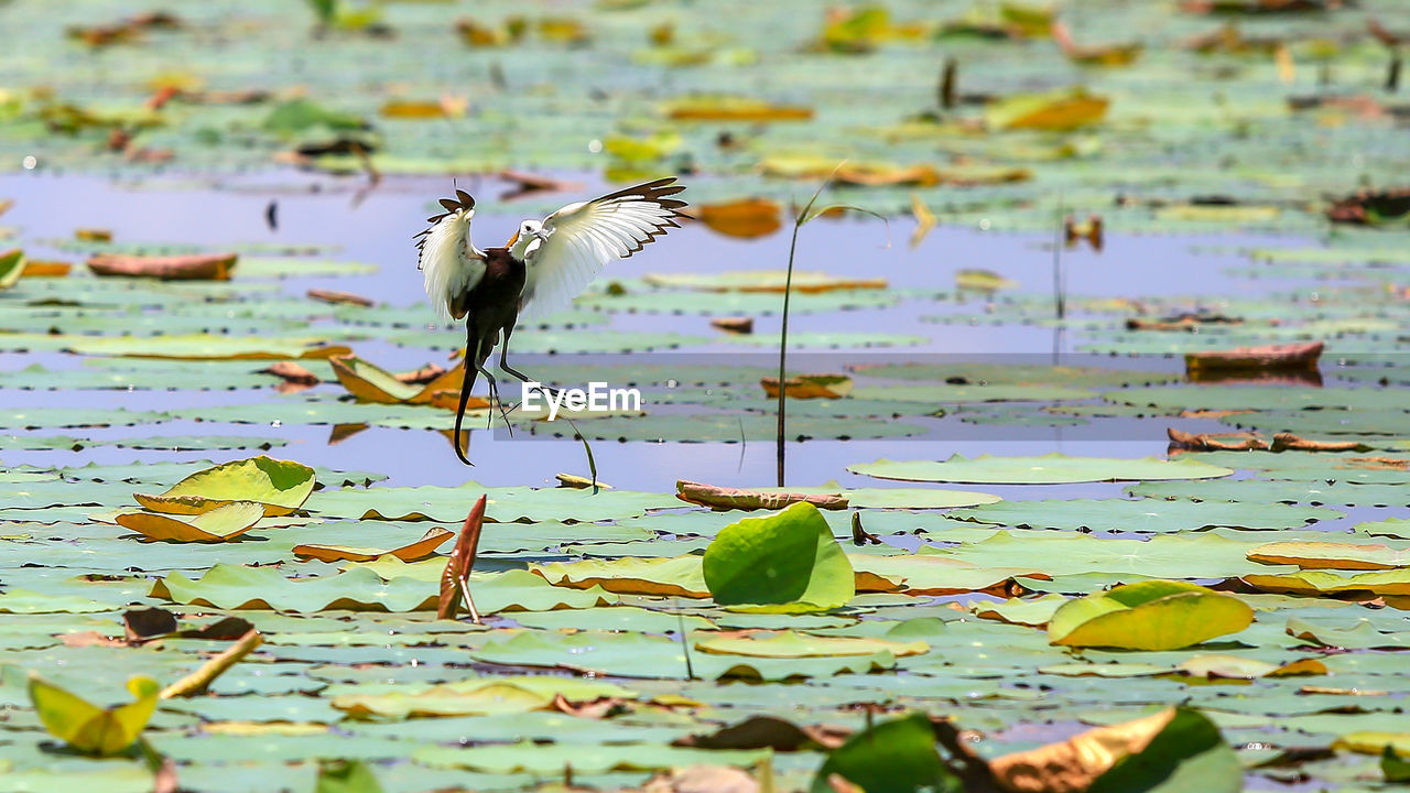 BIRDS FLYING OVER WATER