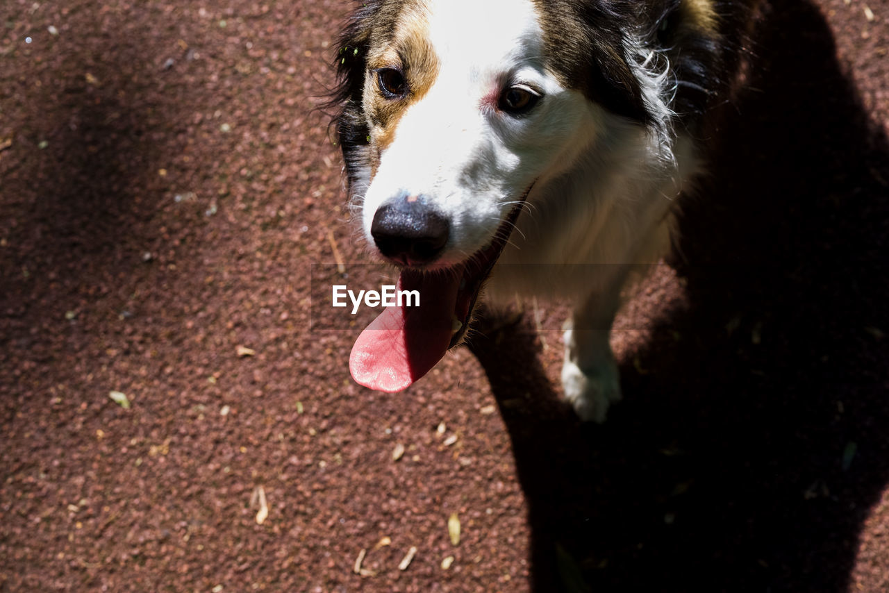 PORTRAIT OF DOG WITH MOUTH OPEN
