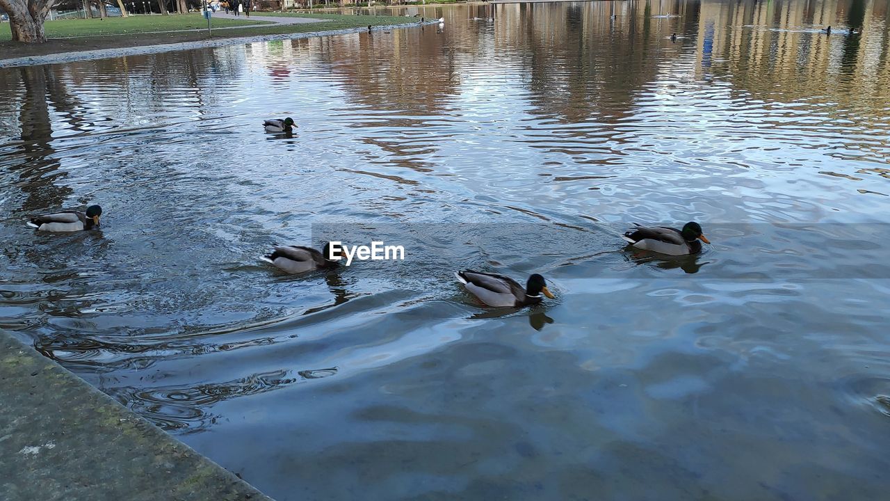 HIGH ANGLE VIEW OF DUCKS FLOATING ON LAKE