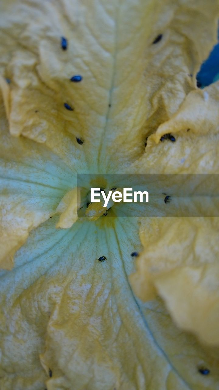 FULL FRAME SHOT OF ORANGE FRUIT ON WHITE SURFACE