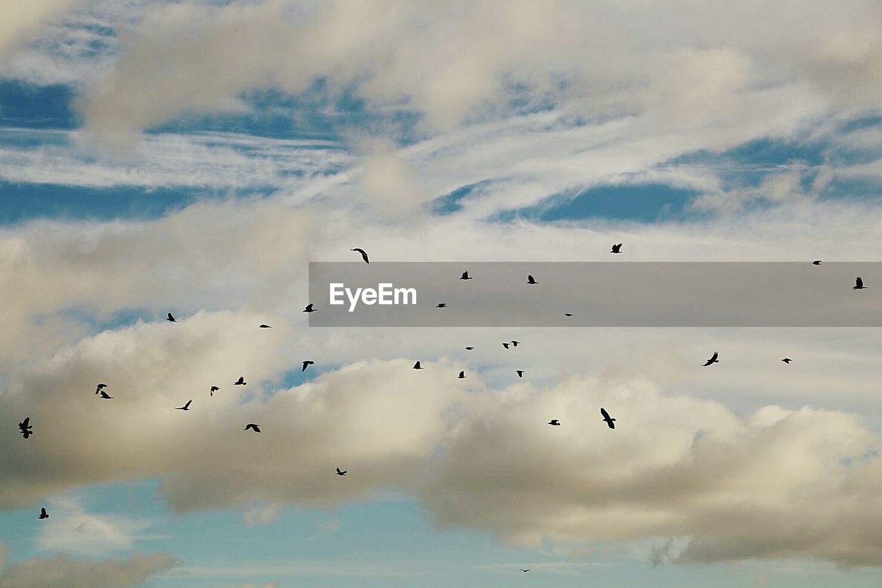 Low angle view of birds flying against clouds