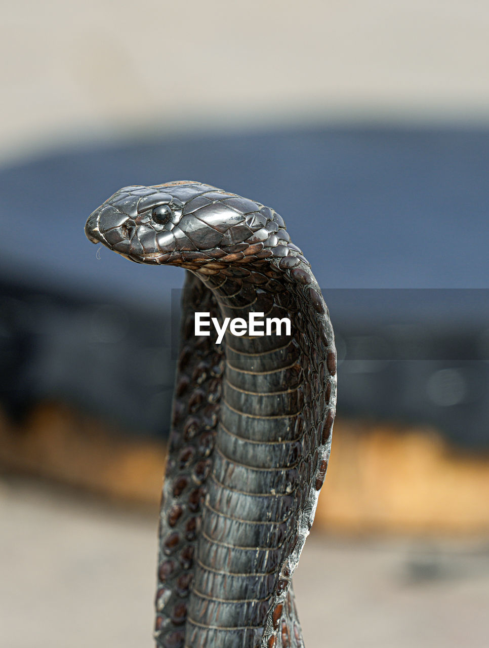 close-up of snake on sand at beach