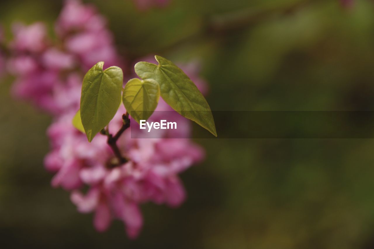 Close-up of pink flowers