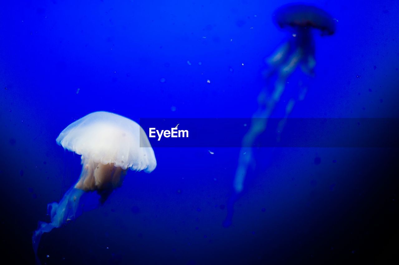 Jellyfish in sea