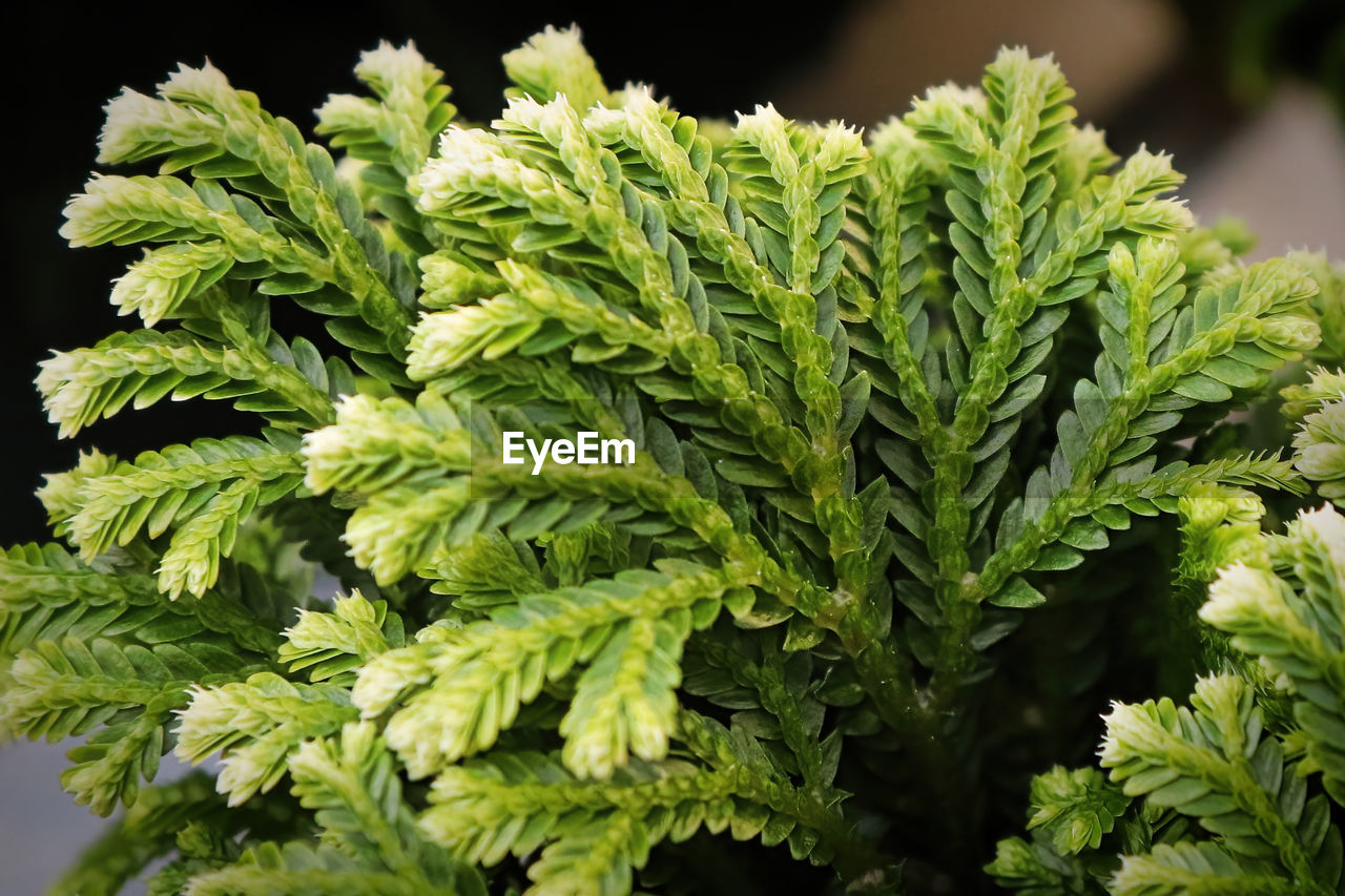 Macro of the leaves on a frosty tip fern