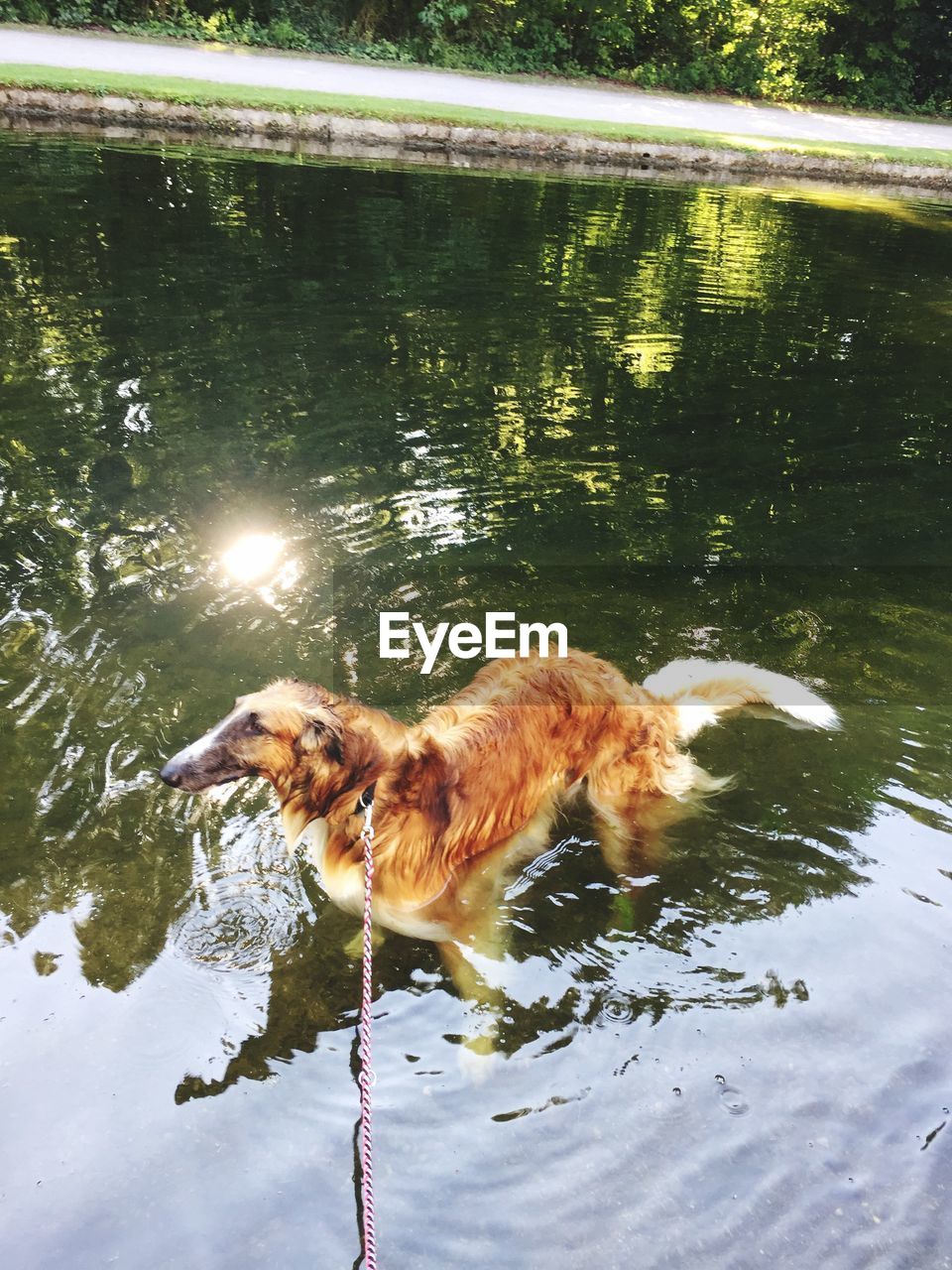 High angle view of borzoi in pond