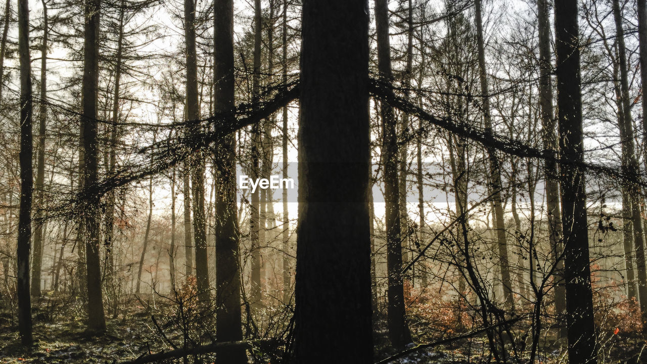 VIEW OF TREES IN FOREST