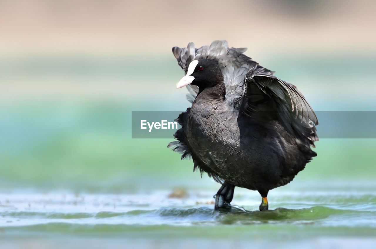 CLOSE-UP OF BIRD IN LAKE