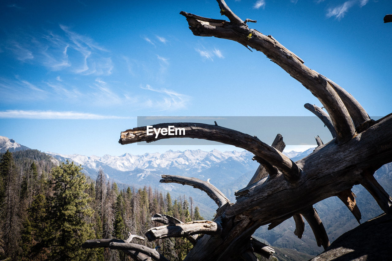 View of tree trunk against sky