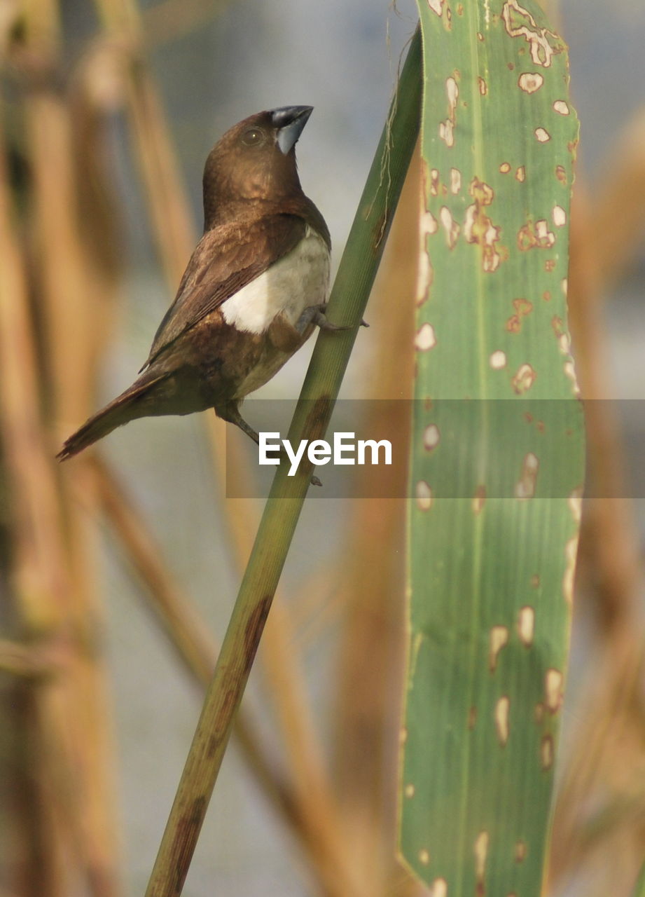 BIRD PERCHING ON A PLANT