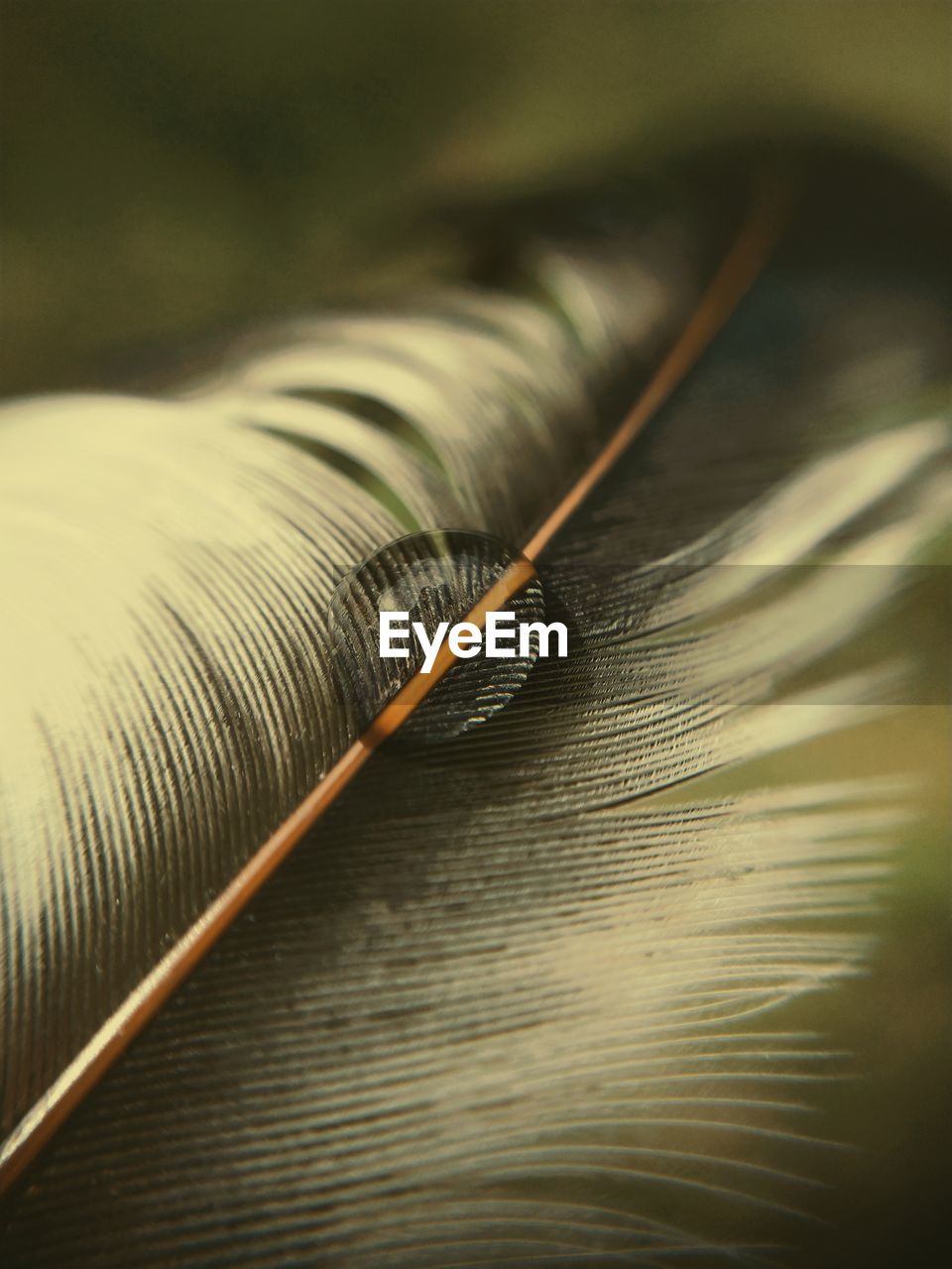 CLOSE UP OF FEATHER