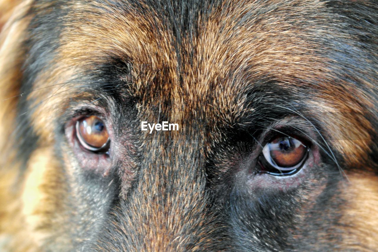PORTRAIT OF DOG EYE