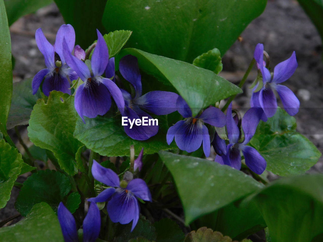 Close-up of purple flowering plants