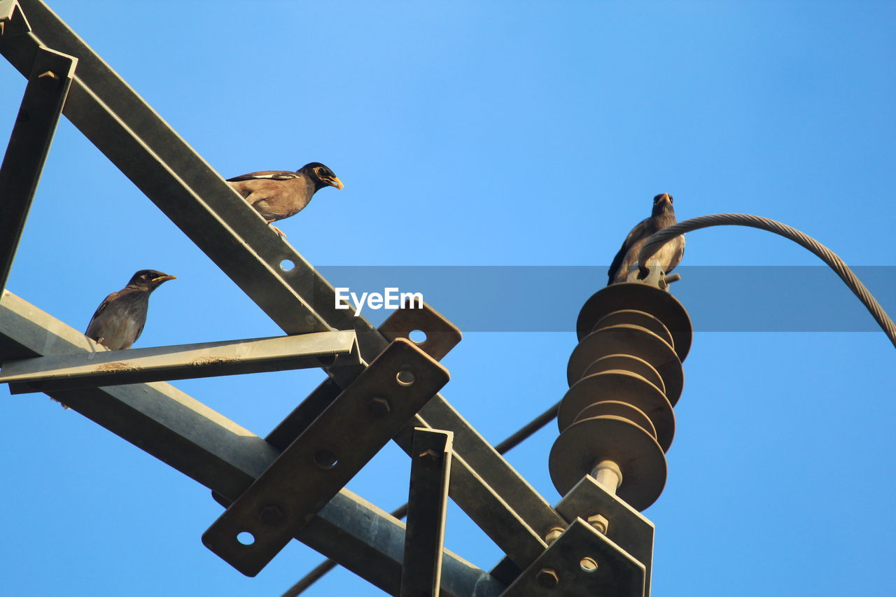 LOW ANGLE VIEW OF BIRD PERCHING ON POLE AGAINST CLEAR SKY