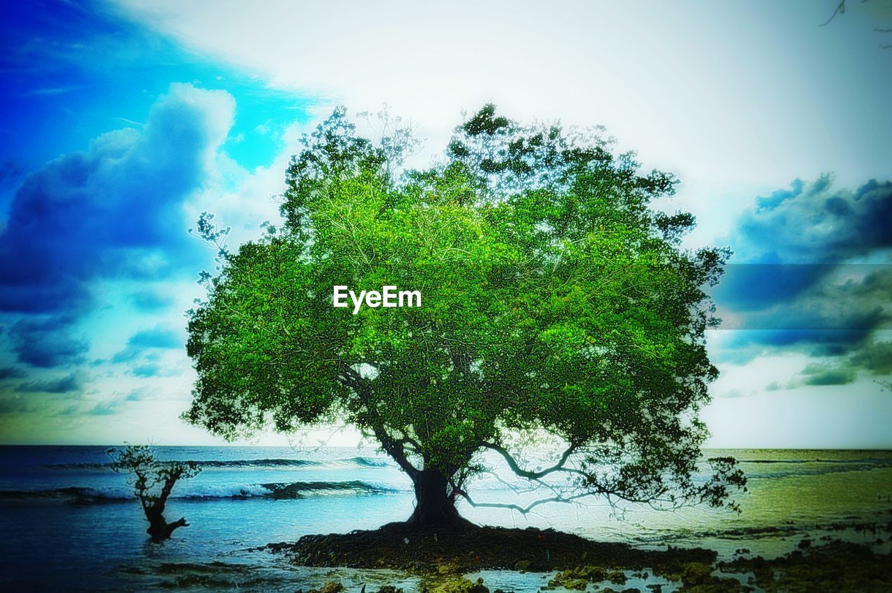 TREES GROWING ON SHORE AGAINST SKY