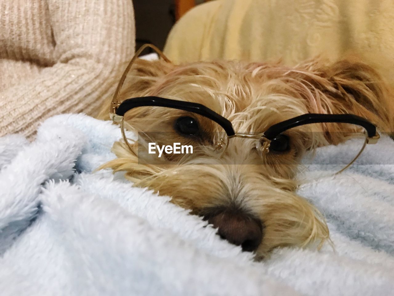 PORTRAIT OF A DOG RESTING ON BED