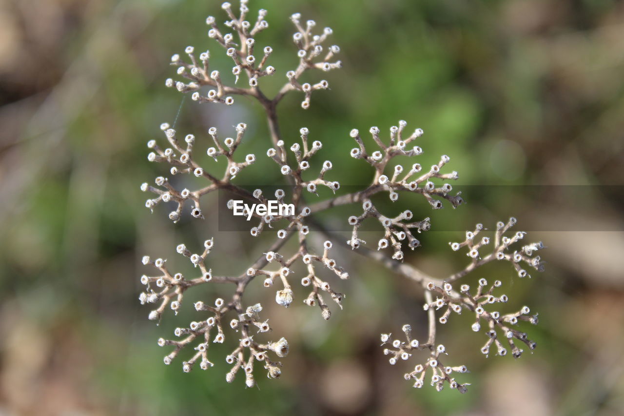 Close-up of snow on plant