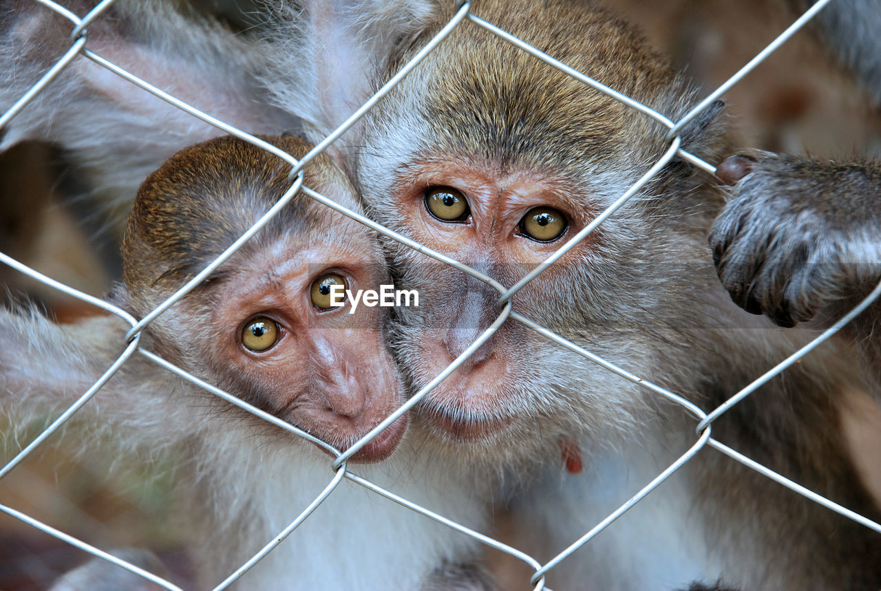 Portrait of monkeys in cage