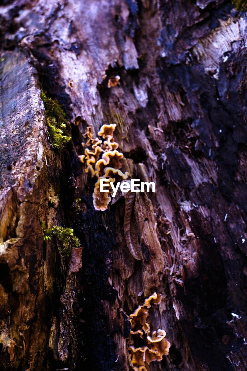 CLOSE-UP OF TREE TRUNK AGAINST SKY