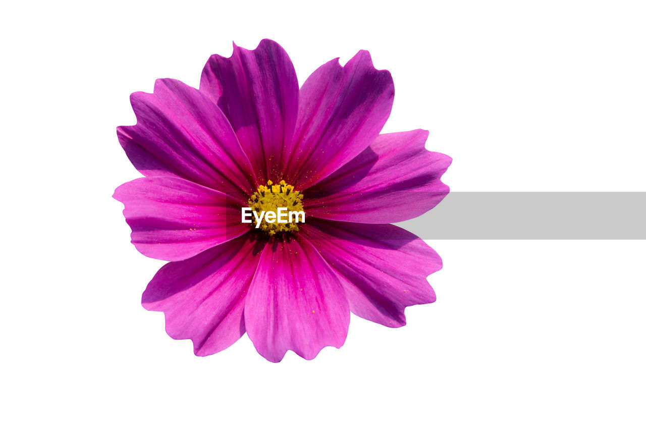 CLOSE-UP OF PINK COSMOS FLOWER AGAINST WHITE BACKGROUND