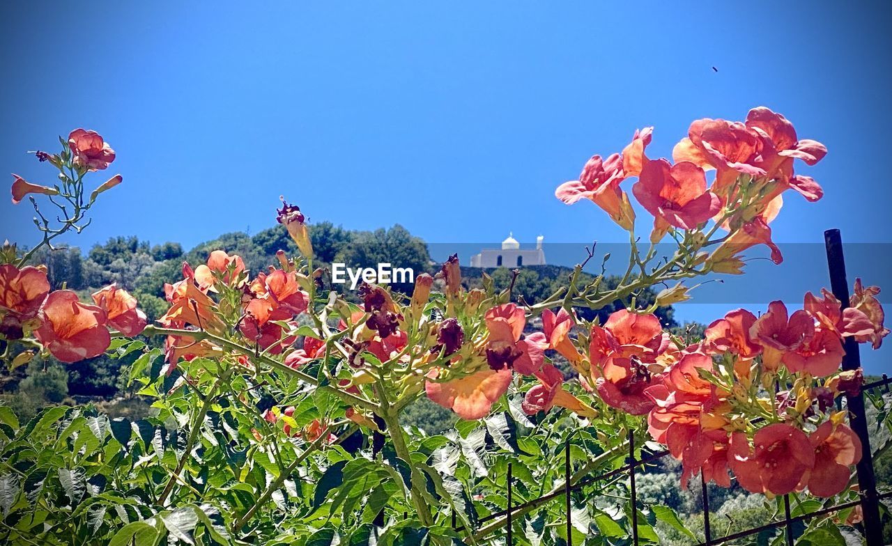 plant, flower, nature, sky, flowering plant, beauty in nature, blue, growth, freshness, no people, red, clear sky, blossom, outdoors, day, sunny, sunlight, wildflower, low angle view, leaf, tree, springtime, fragility, flower head, landscape, multi colored