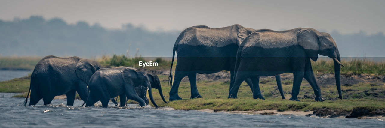 elephants in lake