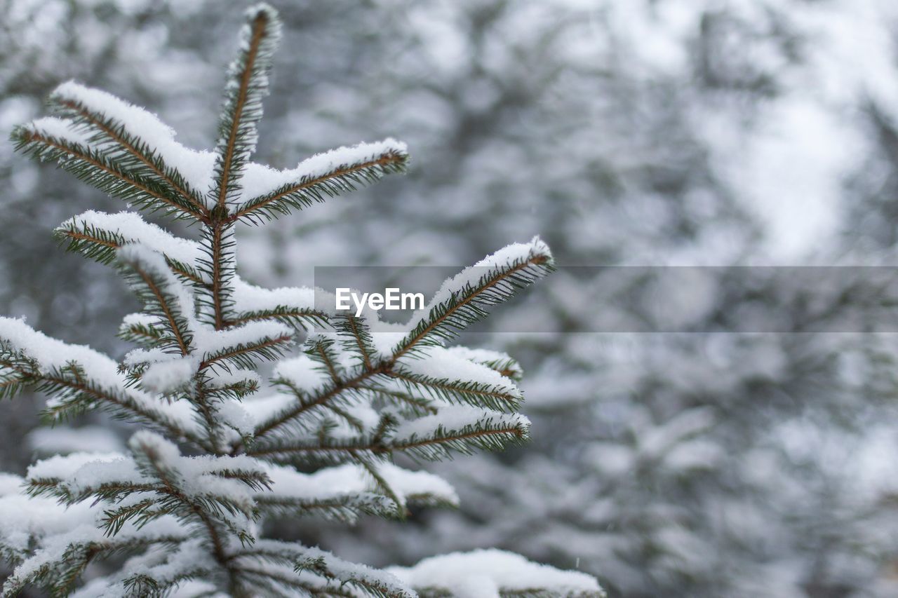 Close-up of frozen snowy tree during winter