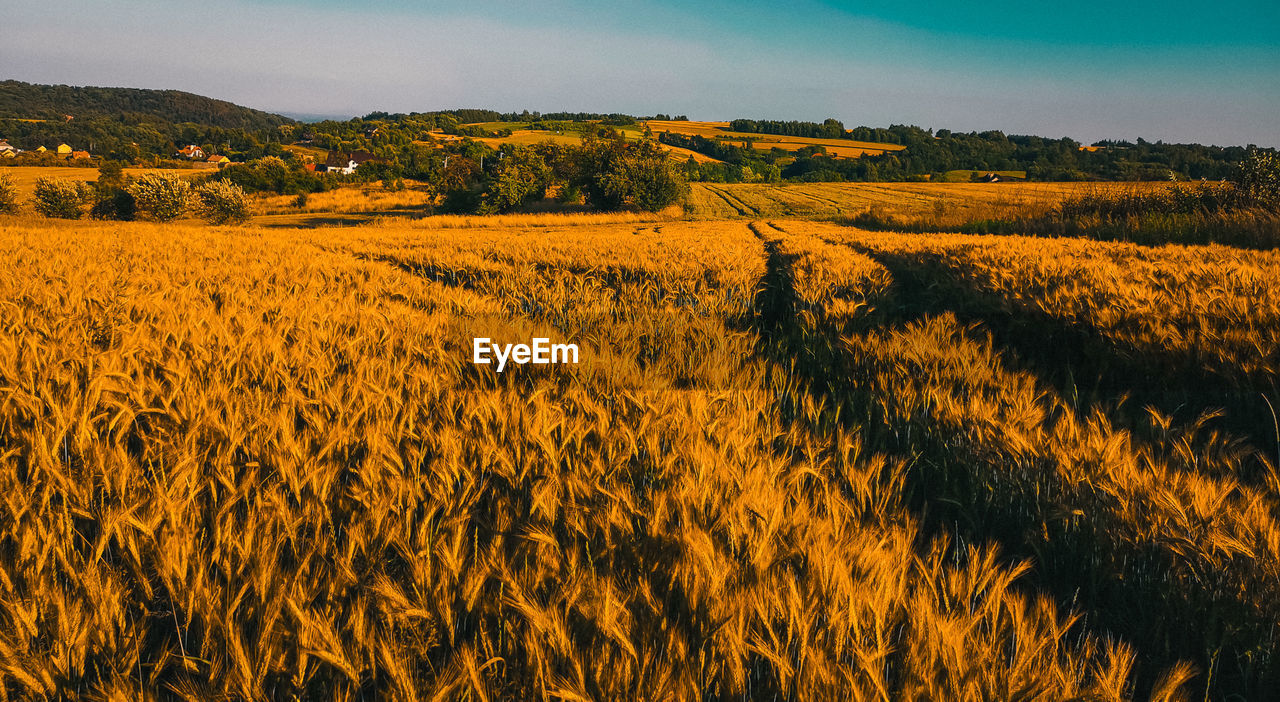 Scenic view of field against yellow sky