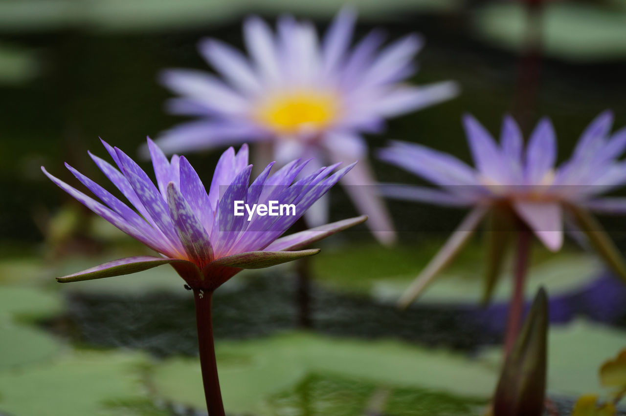 Close-up of purple crocus flowers