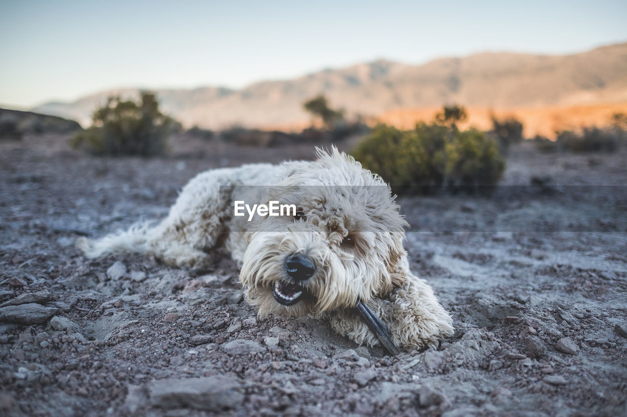 Portrait of hairy dog relaxing on land