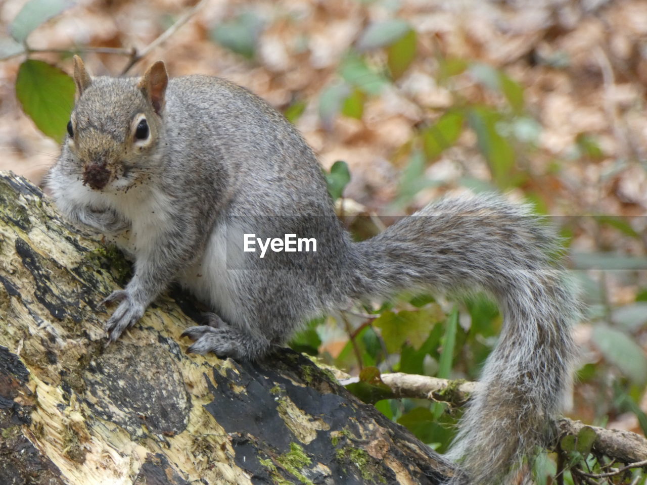 animal, animal themes, animal wildlife, squirrel, mammal, one animal, wildlife, rodent, nature, no people, tree, chipmunk, outdoors, close-up, day, full length, land, eating, plant, cute, whiskers, portrait, focus on foreground, animal hair