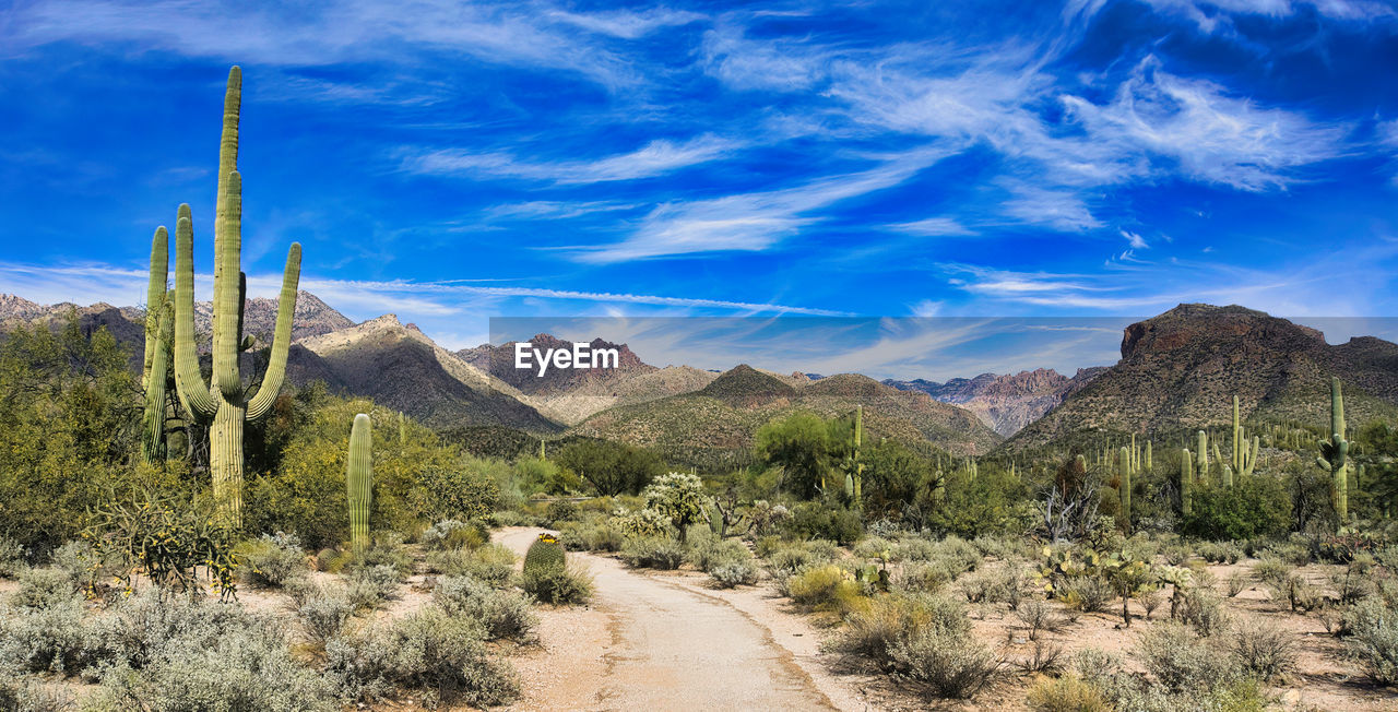 landscape, scenics - nature, environment, sky, plant, nature, wilderness, mountain, beauty in nature, land, desert, natural environment, valley, semi-arid, cloud, blue, no people, tree, non-urban scene, travel destinations, travel, succulent plant, mountain range, tranquility, tranquil scene, cactus, arid climate, outdoors, rock, plateau, climate, remote, road, trail, day, tourism, ridge, extreme terrain, sunlight, shrubland, rock formation