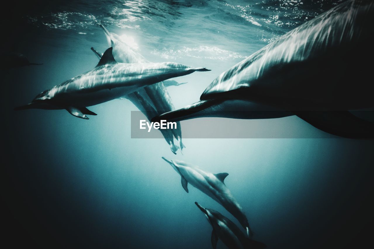 cropped image of person swimming in sea