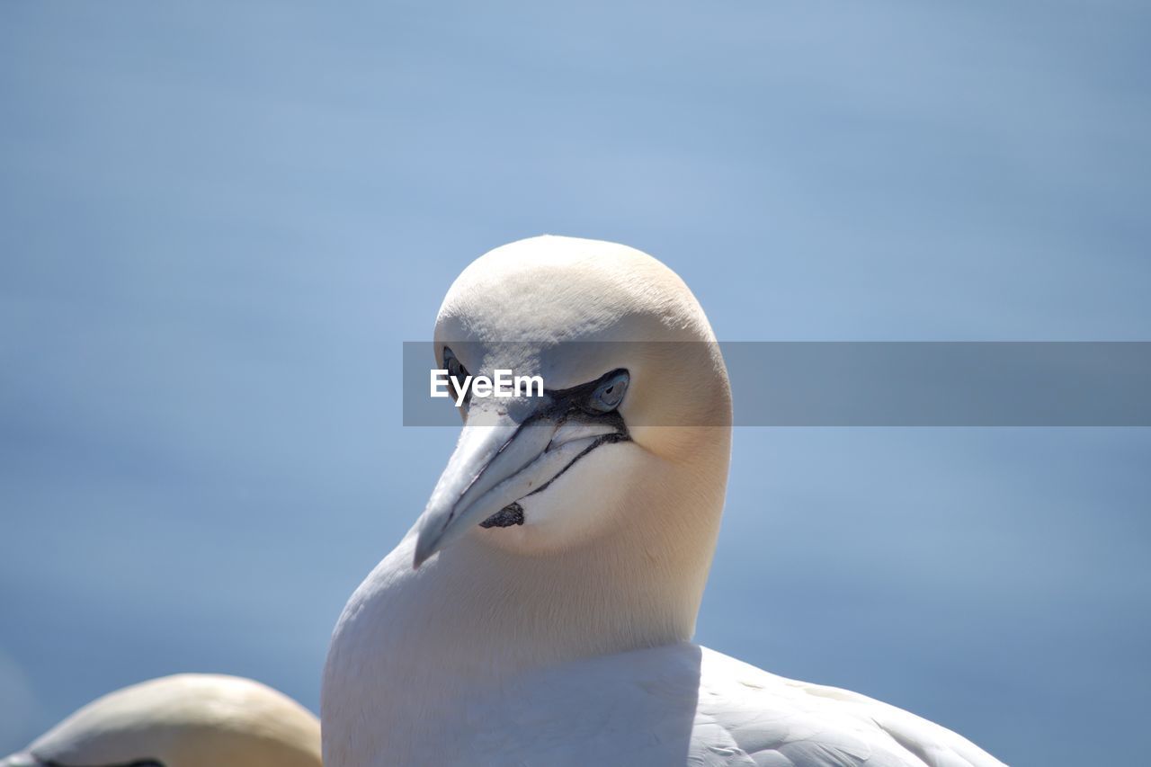 Close-up of gannet bird against clear sky