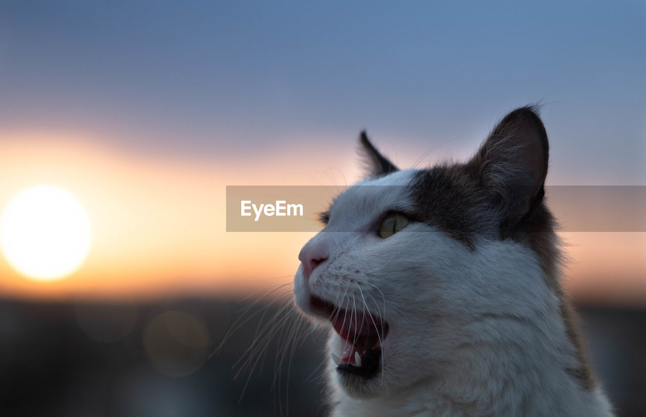 CLOSE-UP OF A CAT AGAINST SKY