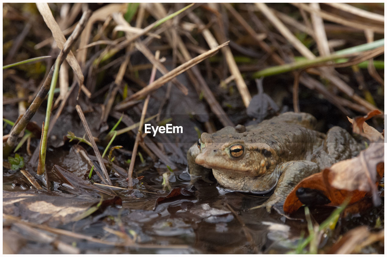 CLOSE-UP OF FROG ON PLANT