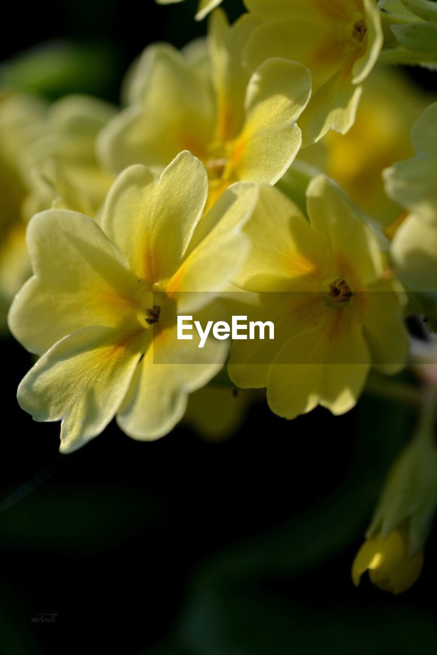 CLOSE-UP OF YELLOW FLOWER BLOOMING IN PLANT