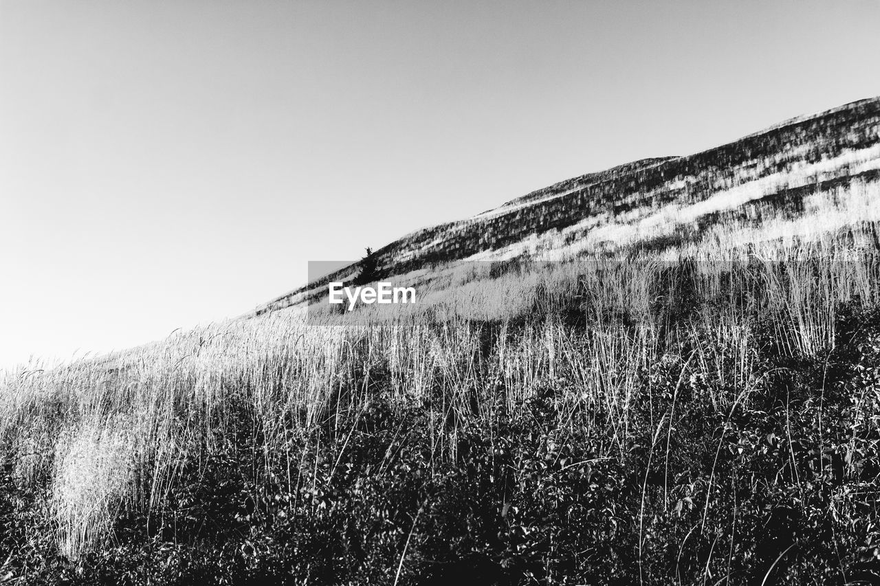 LOW ANGLE VIEW OF SUN SHINING ON LAND