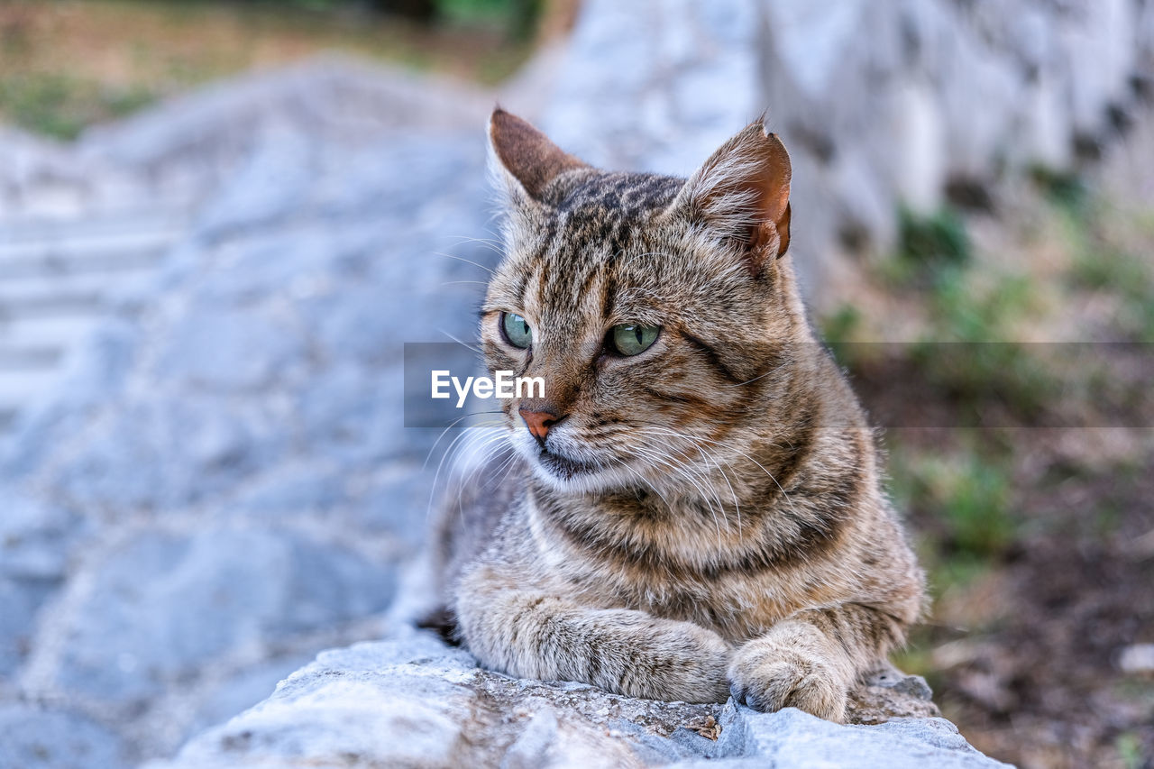 Close-up of a cat looking at the photographer