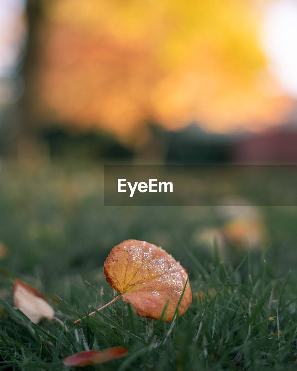 Close-up of autumn leaf on field