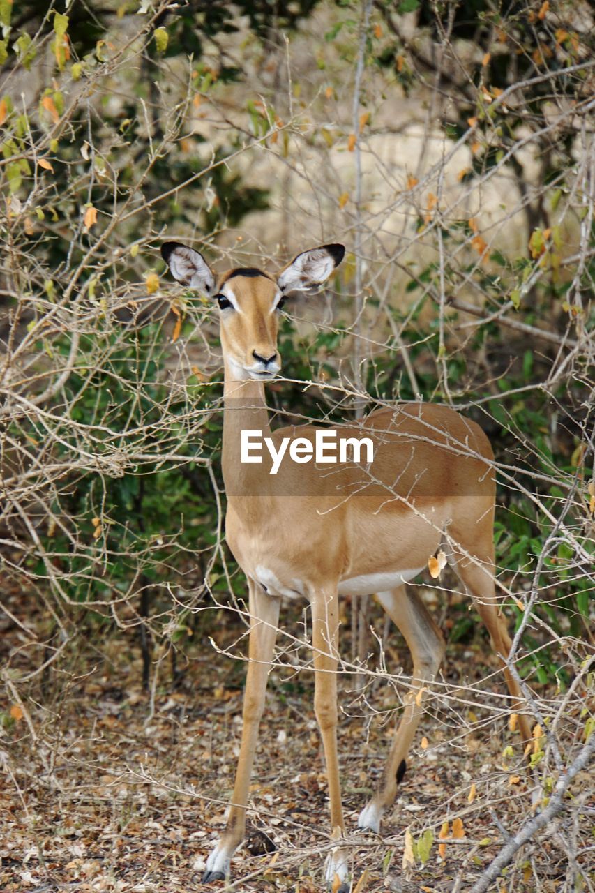 DEER STANDING IN FIELD