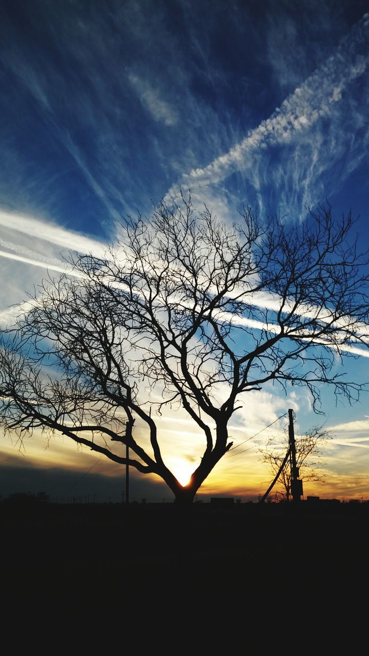 SILHOUETTE OF TREES AT SUNSET